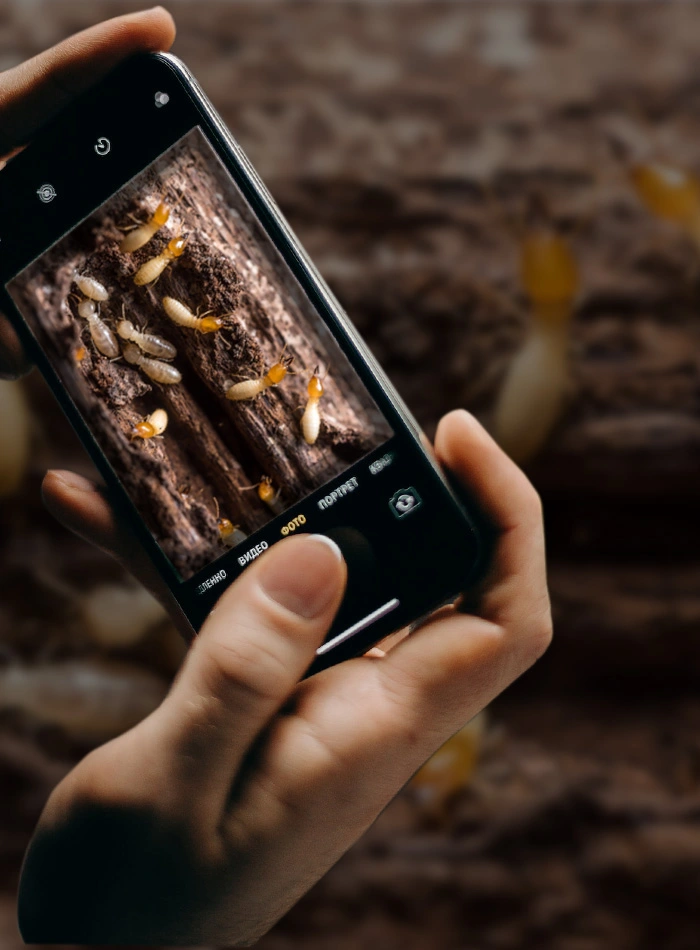 Identification des termites